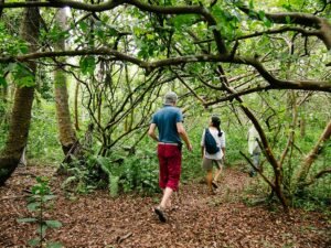 Tourists exploring a lush forest on foot during a walking safari with PAG Safaris Adventure Awaits on a Budget Tanzania Safari filled with wildlife, culture, and natural beauty.