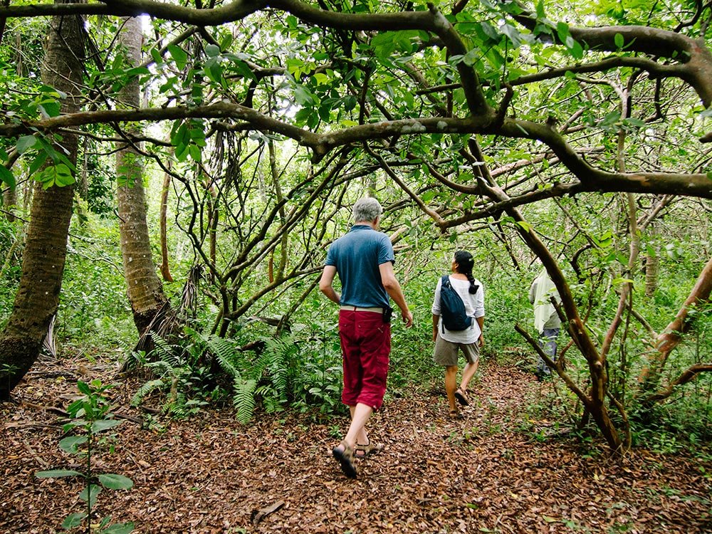 Tourists exploring a lush forest on foot during a walking safari with PAG Safaris Adventure Awaits on a Budget Tanzania Safari filled with wildlife, culture, and natural beauty.
