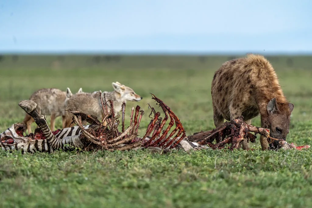 Predator scavenging on the Serengeti plains, Adventure Awaits: Experience a Budget Tanzania Safari and witness raw wildlife moments with PAG Safaris.